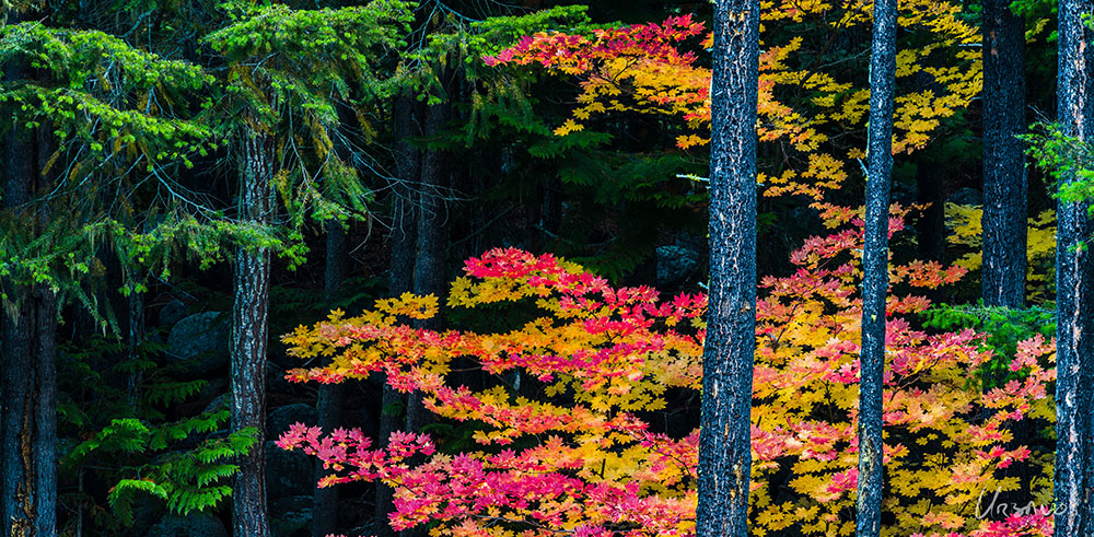 The Icicle Canyon near Leavenworth WA is a prime spot for spectacular North Cascade scenery. This narrow canyon slices deep into the mountains with sheer rock cliffs above and the beautiful Icicle Creek below. This beautiful fall scene was taken along the Icicle Gorge loop trail. This photo is has a great splash of color with vine maple showing almost every color of their fall display on a backdrop of large boulders in the shadows and framed by the textures and green of evergreen trees. This image is available in multiple formats including the incredible metal print. Contact Photographer Dominic Urbano for purchase information for this fall color photograph "Icicle Canyon Blaze".