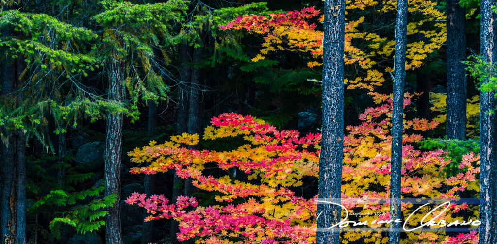 icicle-canyon-fall